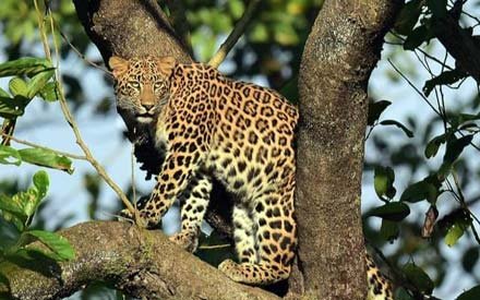 About Corbett National Park