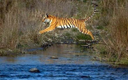Flora  & Fauna at Corbett National Park
