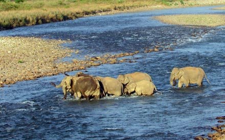 Best Time To Visit Corbett National Park