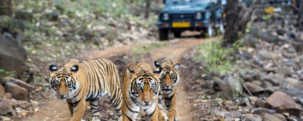 Dhikala Tiger Tracing Tour in Jim Corbett National Park, Corbett Tour Packages