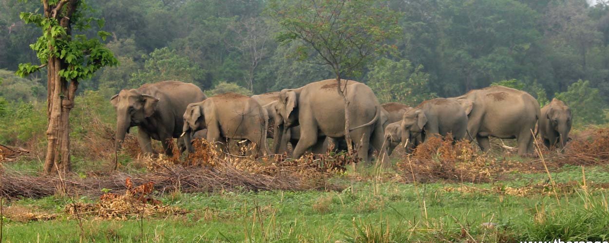 Dhikala Gairal Tour Package