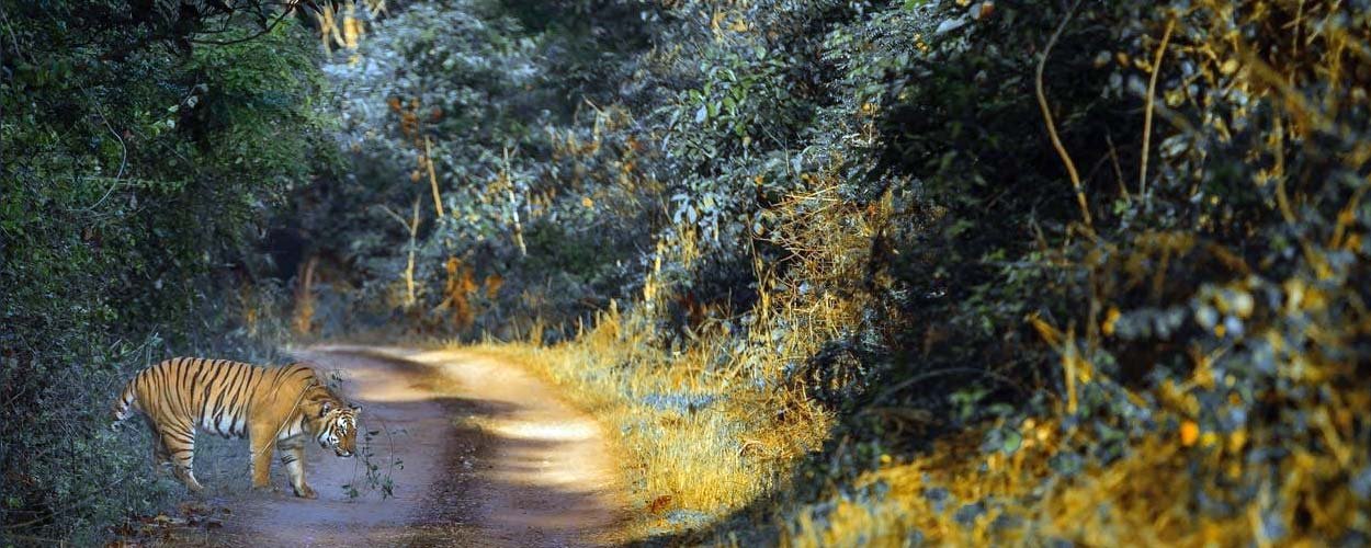 Do's & Don'ts in Jim Corbett National Park