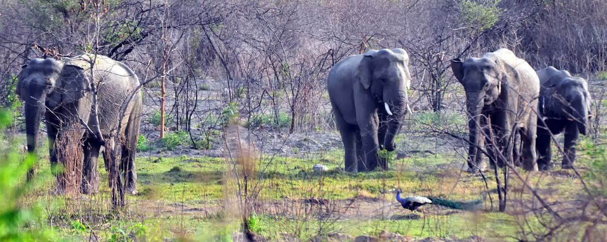 Corbett Weekend Tour in Jim Corbett National Park, Corbett Tour Packages