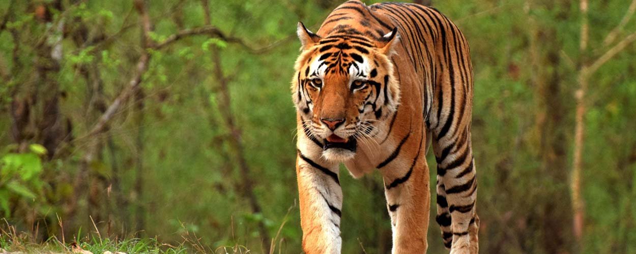 About Jim Corbett National Park