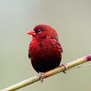 Corbett Birdwatching Tour