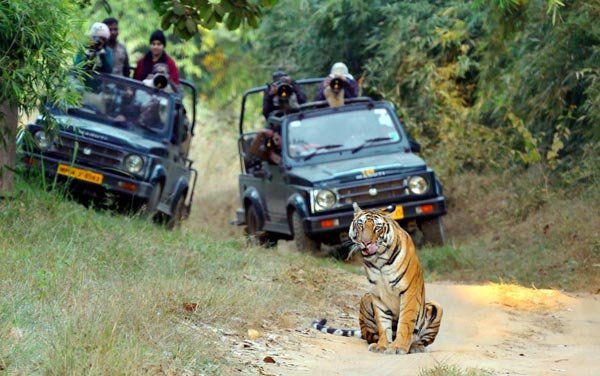 Jeep Safari Enquiry in Jim Corbett National Park